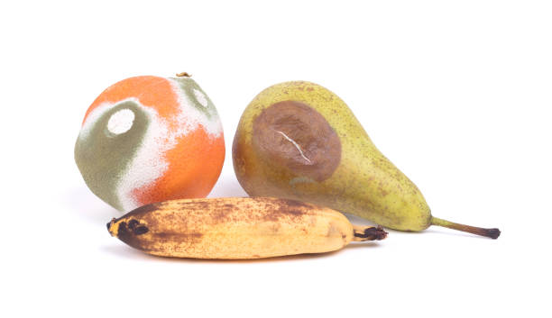 False Prophets Produce Bad Fruit which is a contrast to the Holy Spirit indwelling Christian who produces good spiritual fruit.